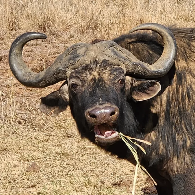 Hienas doen Spoorkennis by Rietvlei Natuurresevaat 3