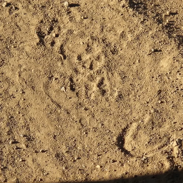 Hienas doen Spoorkennis by Rietvlei Natuurresevaat 7